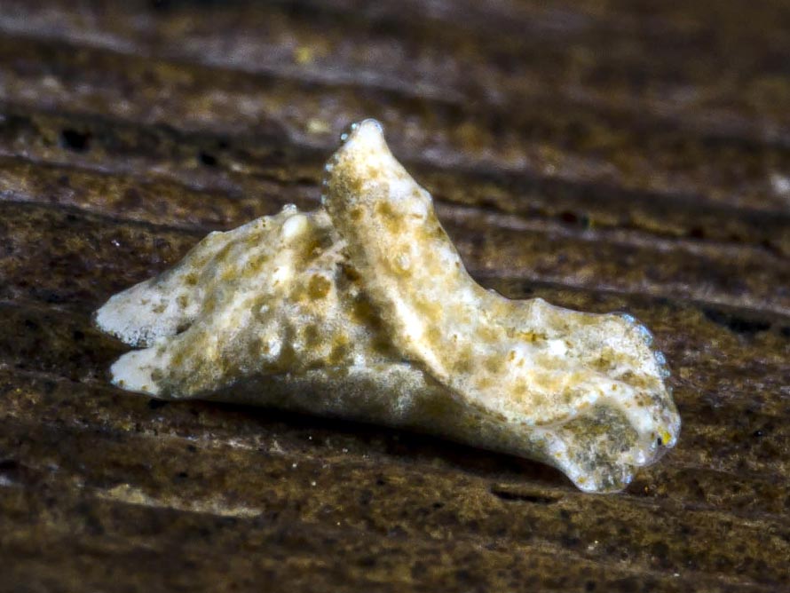 Niparaya sp. A